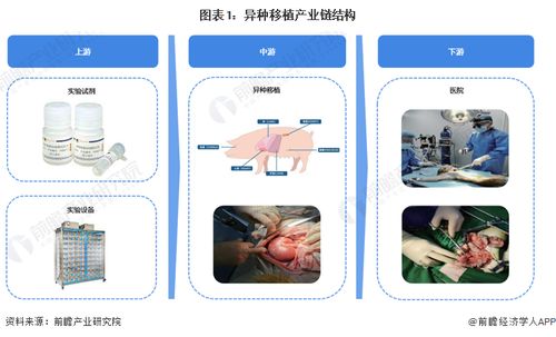 重大里程碑 科學家首次將豬肝移植到人體，成功過濾血液72小時，計算機軟硬件技術開發(fā)的關鍵作用